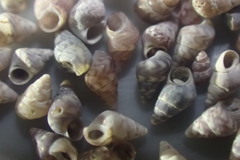 Eatoniella