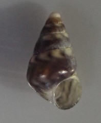 Image of Eatoniella limbata