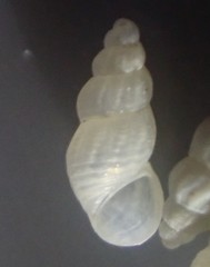 Subonoba candidissima