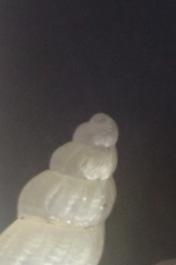 Subonoba candidissima