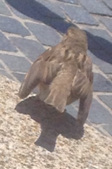 Passer domesticus domesticus