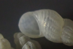 Subonoba candidissima