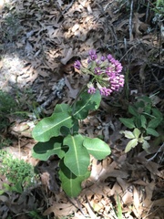 Asclepias amplexicaulis