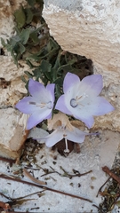 Campanula fragilis cavolinii