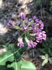 Asclepias amplexicaulis