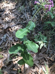 Asclepias amplexicaulis