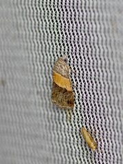Tripudia balteata