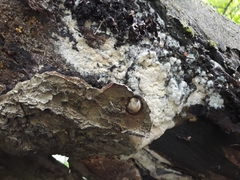Rigidoporus corticola