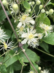 Clematis vitalba