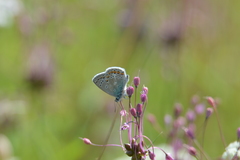 Polyommatus icarus