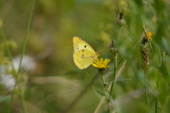 Colias