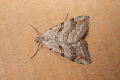 Aplocera efformata