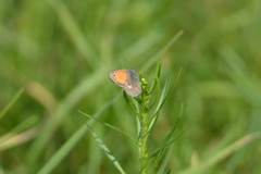 Coenonympha pamphilus