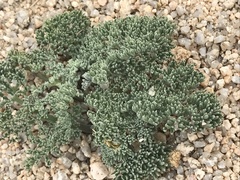 Lomatium mohavense