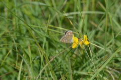 Polyommatus icarus