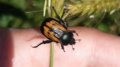 Anisoplia