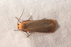 Eilema depressa