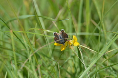 Polyommatus icarus
