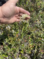 Stenanthium leimanthoides