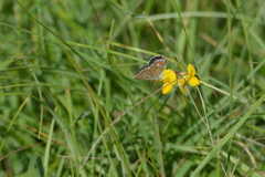 Polyommatus icarus