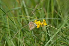 Polyommatus icarus