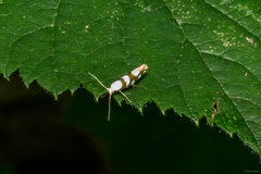 Argyresthia brockeella