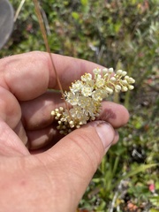 Stenanthium leimanthoides