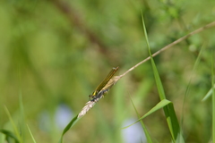 Calopteryx splendens
