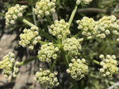 Lomatium dasycarpum