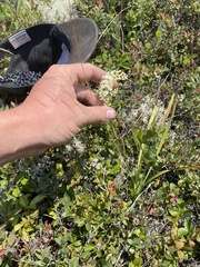 Stenanthium leimanthoides