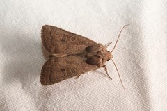 Hoplodrina blanda