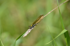 Calopteryx splendens