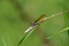 Calopteryx splendens