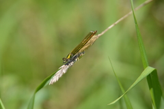 Calopteryx splendens