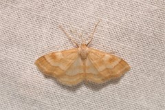Idaea circuitaria