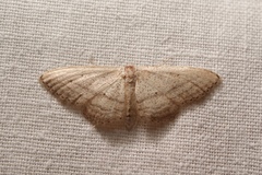 Idaea mediaria