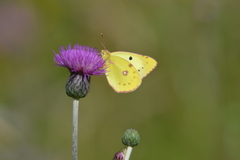 Colias