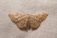Idaea moniliata