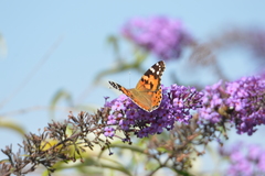 Vanessa cardui