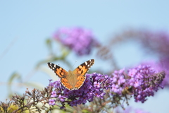 Vanessa cardui