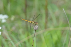 Sympetrum vulgatum