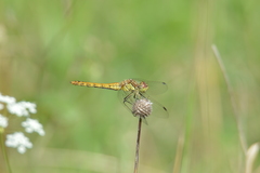 Sympetrum vulgatum