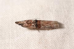 Nephopterix angustella