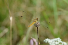 Sympetrum vulgatum