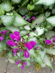 Lamium maculatum