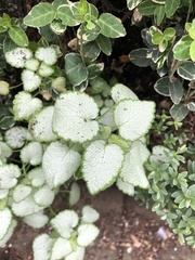 Lamium maculatum