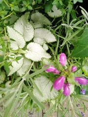 Lamium maculatum