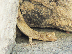 Mediodactylus heterocercus