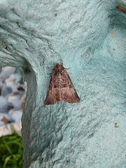 Mesoligia literosa