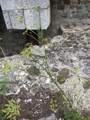 Pastinaca sativa